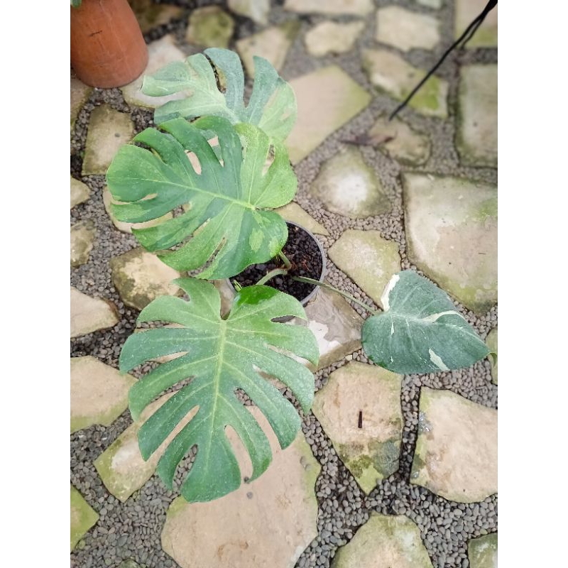 Jual MONSTERA SPINX | Shopee Indonesia