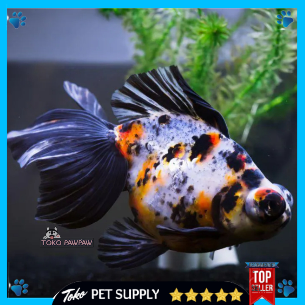Jual Ikan Demekin Besar Ikan Hias Aquarium Aquascape Per Ekor | Shopee ...