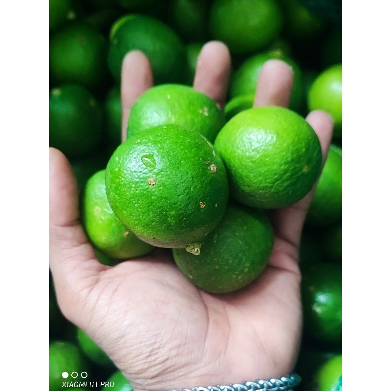 Jual Jeruk Nipis Segar Fresh Petik Dari Pohon (1kg) | Shopee Indonesia