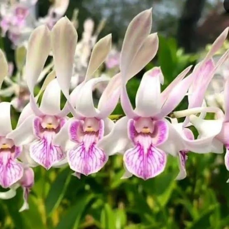 Jual Dendrobium Rabbit pink Remaja siap bunga | Shopee Indonesia