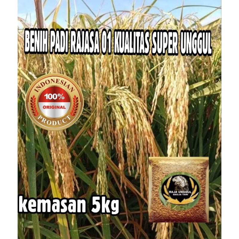 Jual BENIH PADI RAJASA 01 KUALITAS SUPER UNGGUL KEMASAN 5KG | Shopee ...