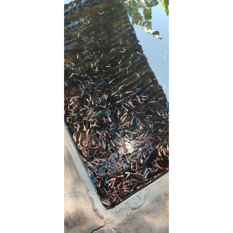 Jual CUPANG 10RIBU ISI 10 EKOR CELLO | FANCY | BESGEL | MULTI | HM | CT ...