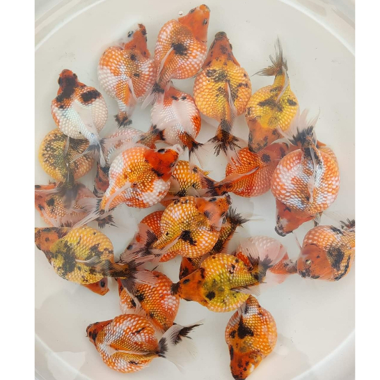 Produk Kiki_FISH | Shopee Indonesia