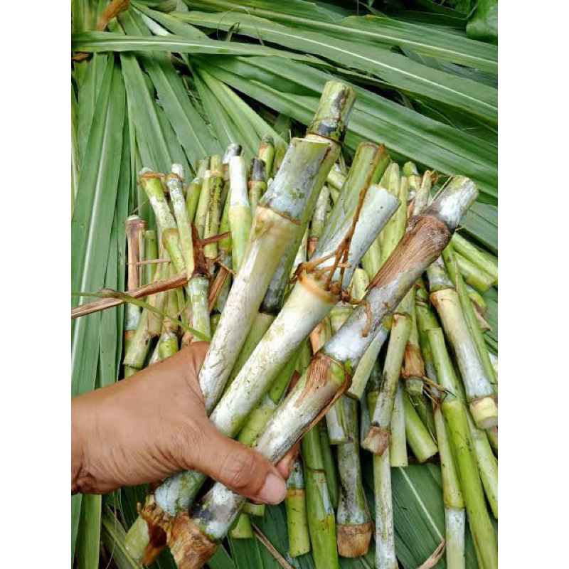 Jual bibit rumput biovitas harga perbatang buat pakan domba&sapi ...