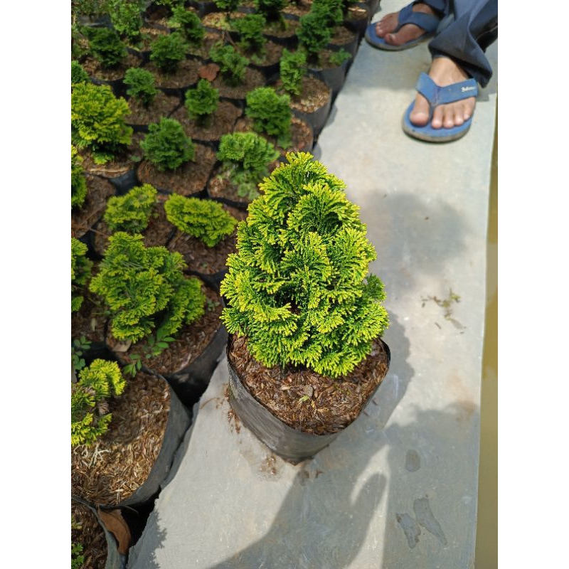 Jual Cemara Inoki Kuning Rimbun - Tanaman Cemara Inoki Kuning Rimbun ...