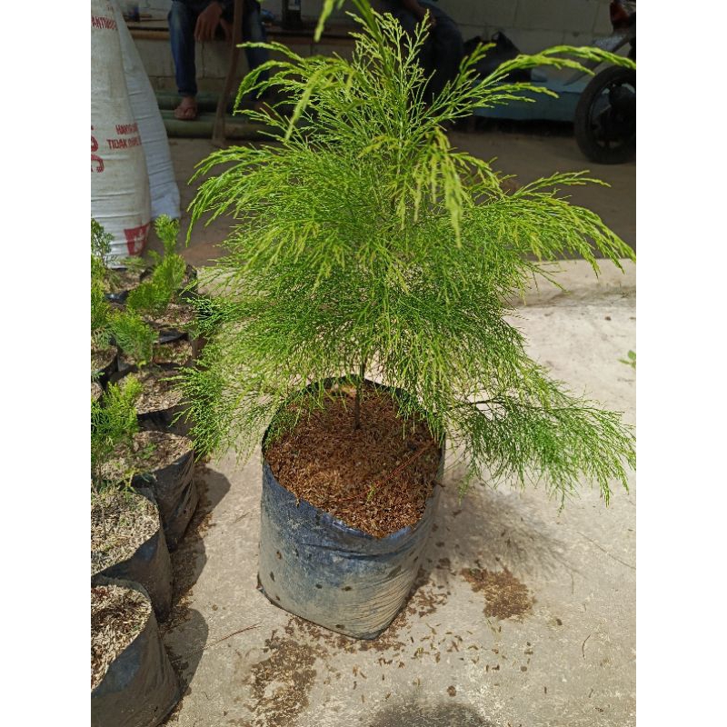 Jual Cemara Balon Ukuran Besar Rimbun - Tanaman Cemara Balon Rimbun ...