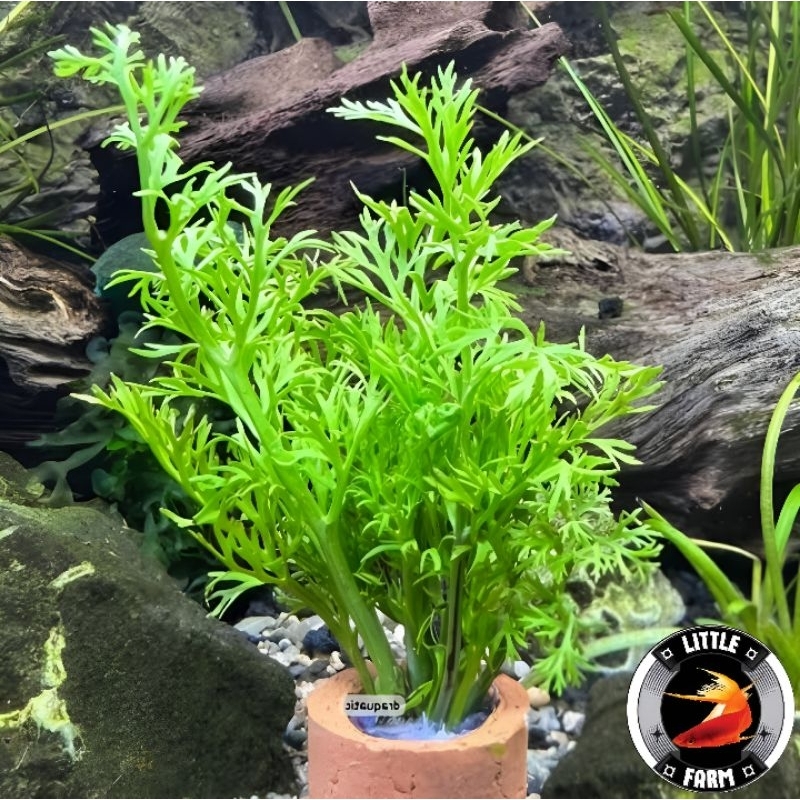 Jual [ISI 5-10] TANAMAN AIR WATER SPRITE [PAKIS RAWA] HIASAN AQUARIUM ...