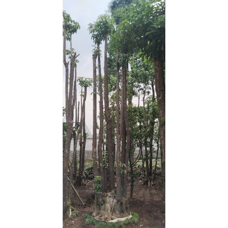 Jual pohon pule grouping berbagai macam ukuran | Shopee Indonesia
