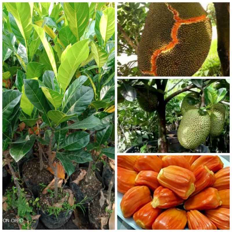 Bibit Nangka Merah Terlaris Super Unggul
