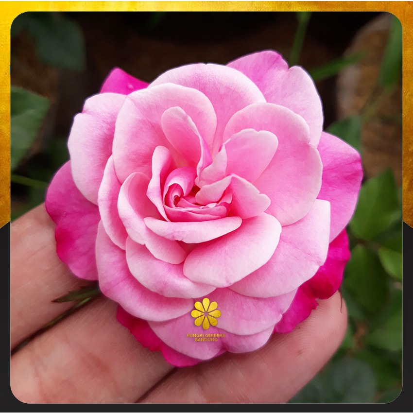 Jual Tanaman Mawar Archduke Charles - Old Rose Wangi | Shopee Indonesia