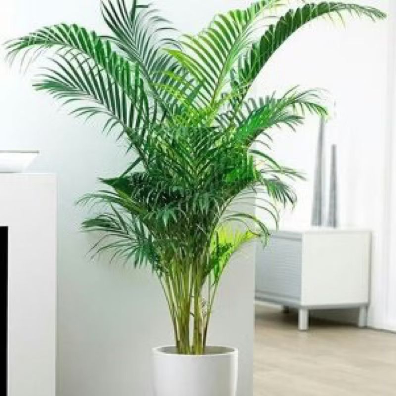 Jual Tanaman hias palem kuning rumpun+Tinggi 100 cm-150 cm daun+ ...