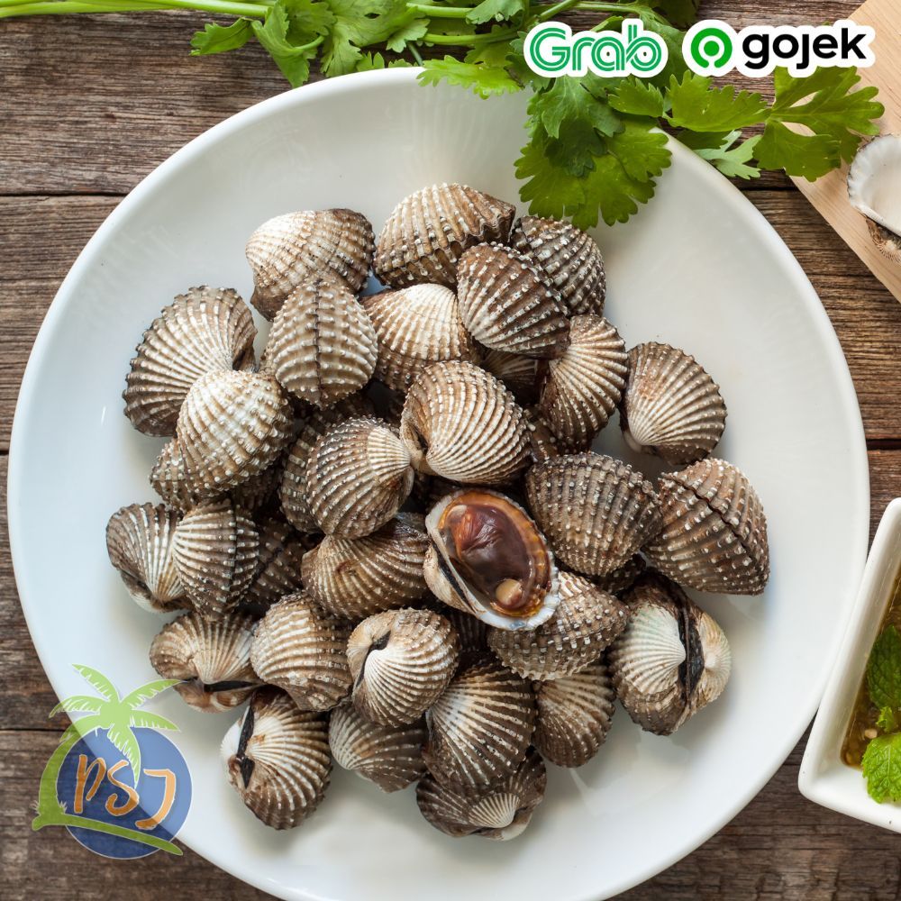 Jual Kerang Dara JUMBO 500gr / Kerang Dara Seafood FRESH / Kerang ...