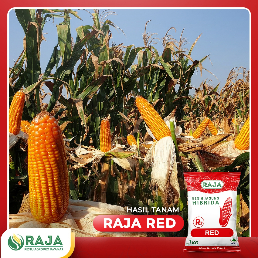 Jual Benih Jagung RAJA R7 Red - 1kg | Shopee Indonesia
