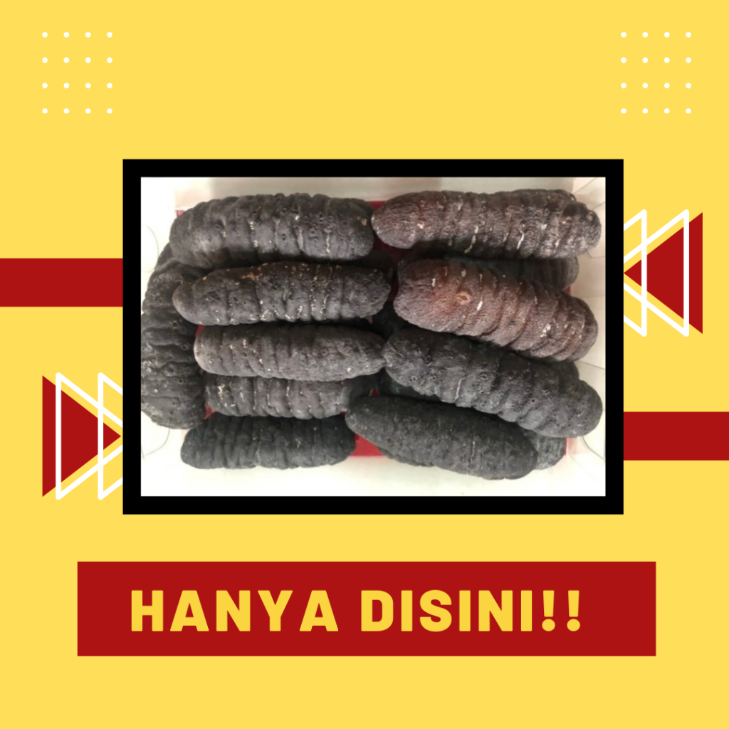 Jual Teripang Gosok Kering / Haisom Kering Belitung 1 kg | Shopee Indonesia