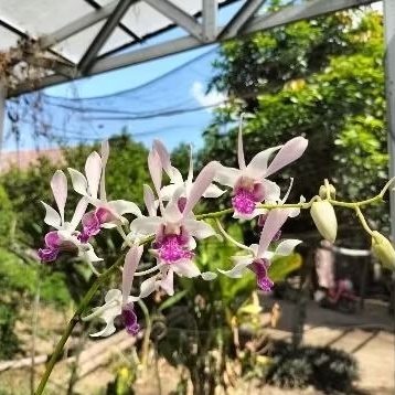 Jual Dendrobium Rabbit White Lip Violet Kondisi Dewasaan Siap bunga ...