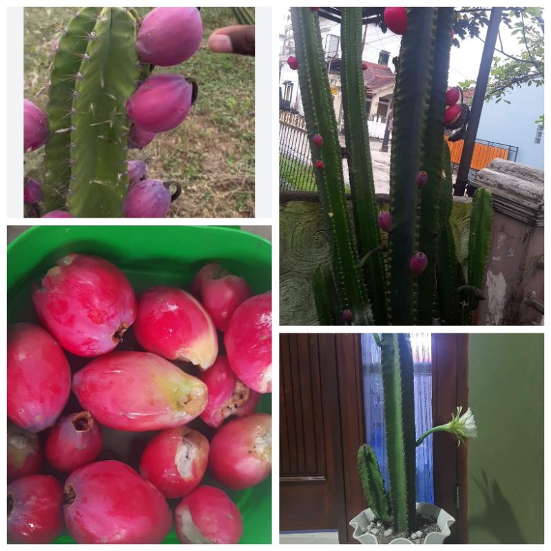 BENIH KAKTUS DRAGON FRUIT OR PERUVIAN APLLE  CAKTUS FRUIT 1 PCS (CUTING /STEK BATANG)