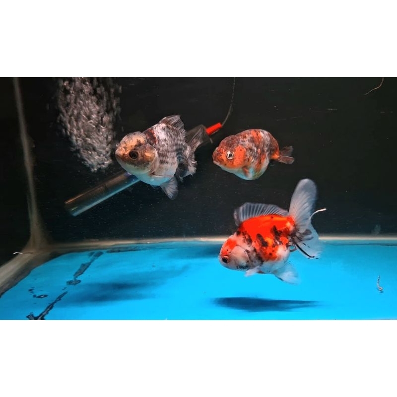Jual ikan koki Oranda / Ranchu SIZE (M) | Shopee Indonesia
