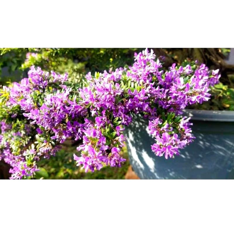 Jual Tanaman Saeng Simbur Bahan bonsai | Shopee Indonesia