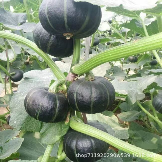 Jual 30 biji Labu Jepang Benih sayuran berkualitas tinggi Labu Jepang ...