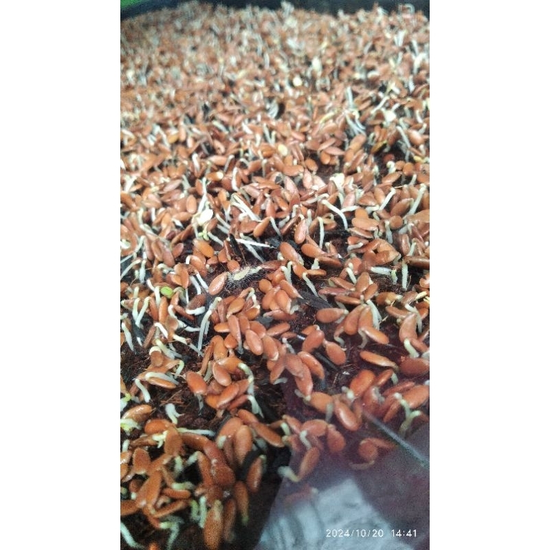 Jual Tanaman Rami Terlengkap & Harga Terbaru Juli 2026 | Shopee Indonesia