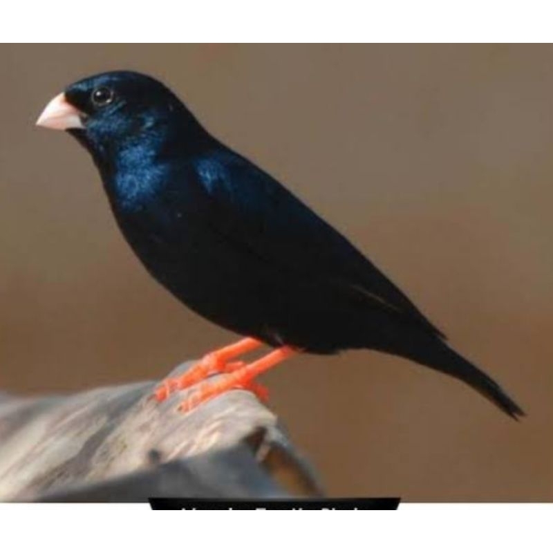 Jual BURUNG FINCH INDIGO IMPORT AFRIKA | Shopee Indonesia