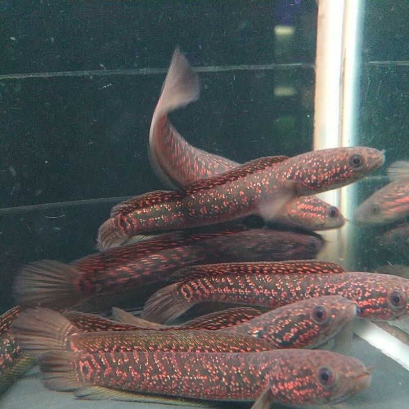 Jual rsp kalinya 11-12cm | Shopee Indonesia