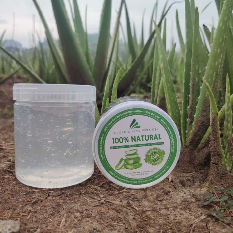 Gel Lidah Buaya: Keajaiban Alami untuk Kulit, Rambut, dan Kesehatan Menyeluruh (Panduan Lengkap untuk Pemula)