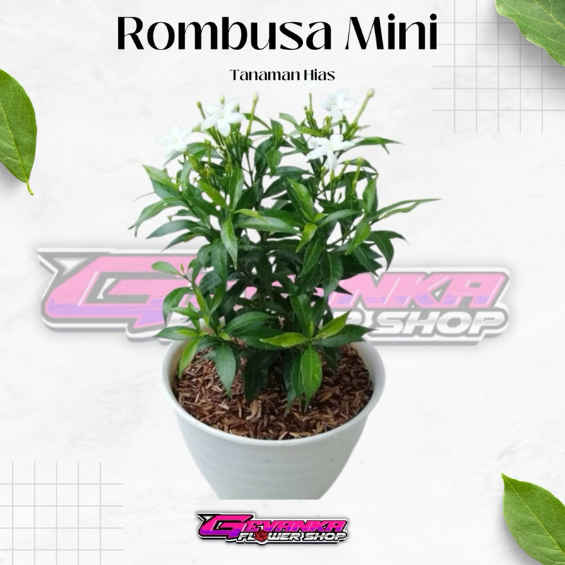 Jual Melati China - Rombusa - Tanaman Hias - Tanaman hias rombusa mini ...