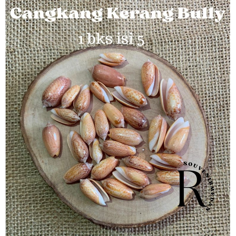 Jual (Isi 5psc)Cangkang Kerang Bully kuning/kerang prakarya bahan ...