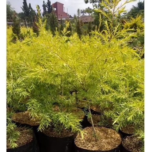 Jual Tanaman Pohon Cemara Moleka / Golden tea tree / (Maleleuca ...