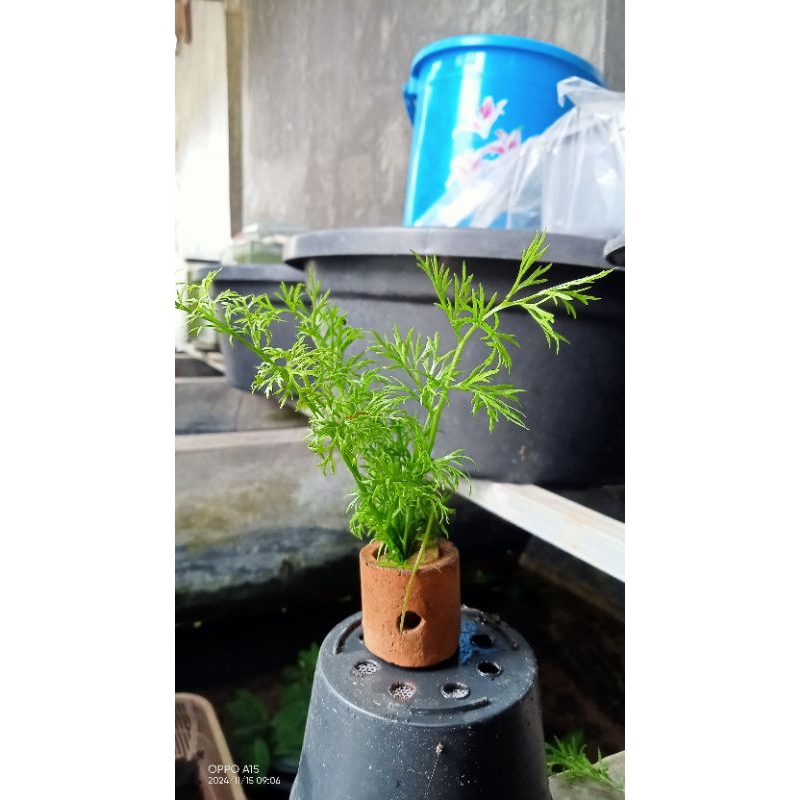 Jual water sprite/pakis air media pot tanaman aquascape | Shopee Indonesia