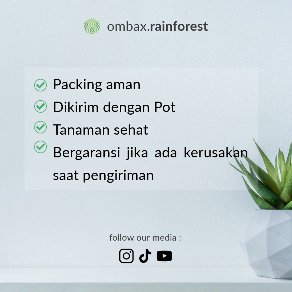 Jual Ficus Quercifolia / String of frog - Tanaman Rambat / mini ...