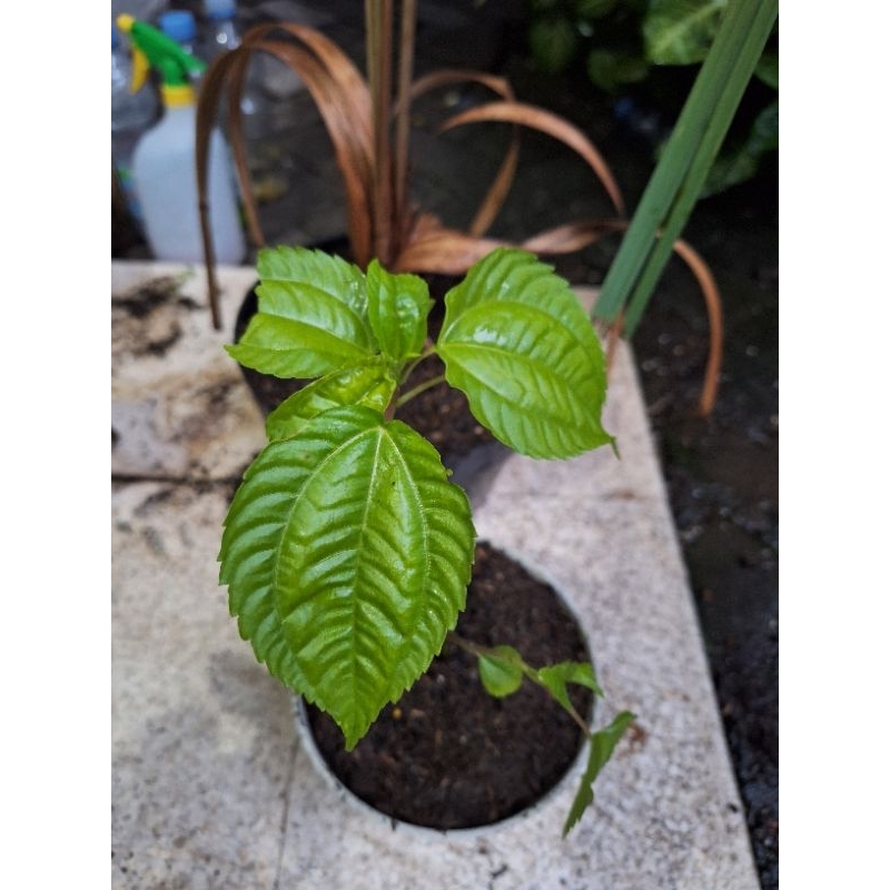Jual tanaman poh-pohan / tanaman daun poh-pohan untuk lalapan | Shopee ...