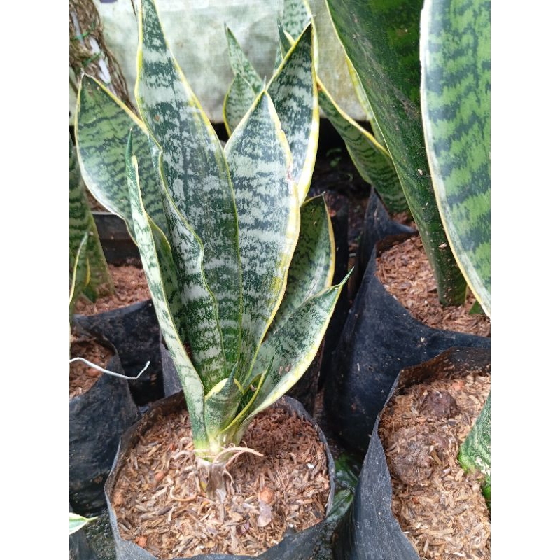 Jual tanaman lidah mertua/sansevieria | Shopee Indonesia