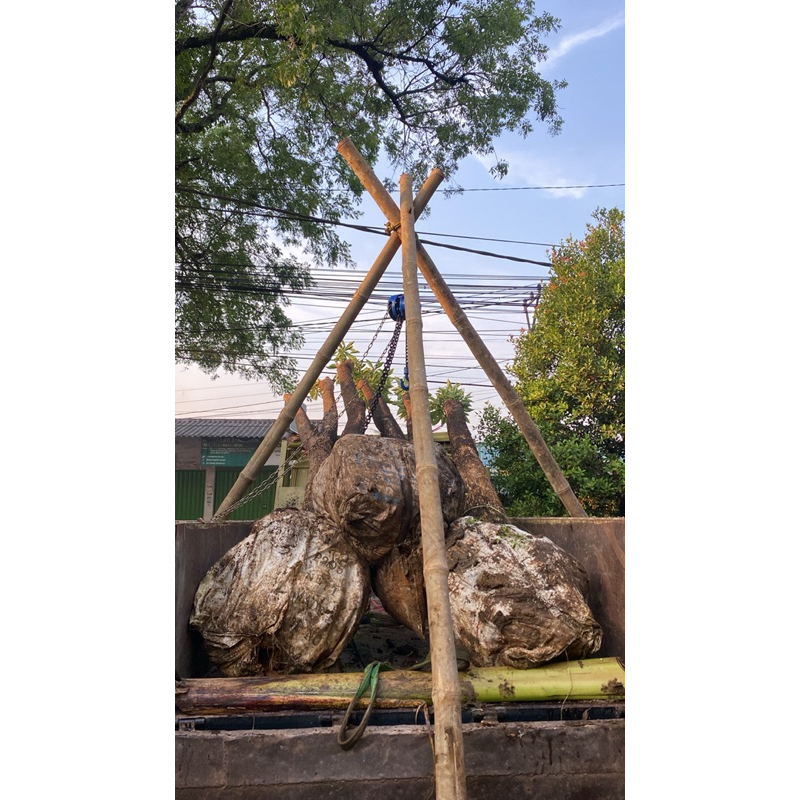 Jual Pohon pule tunggal dan grouping | Shopee Indonesia