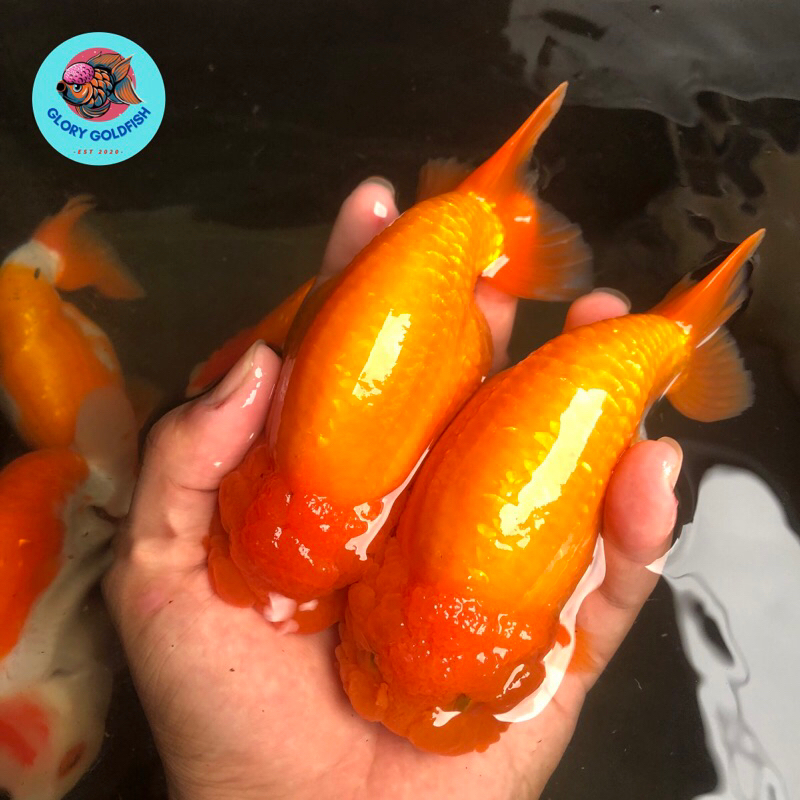 Jual Ikan Mas Koki Ranchu Lionchu Buffalo Rancu Red White RW Lucu Besar ...