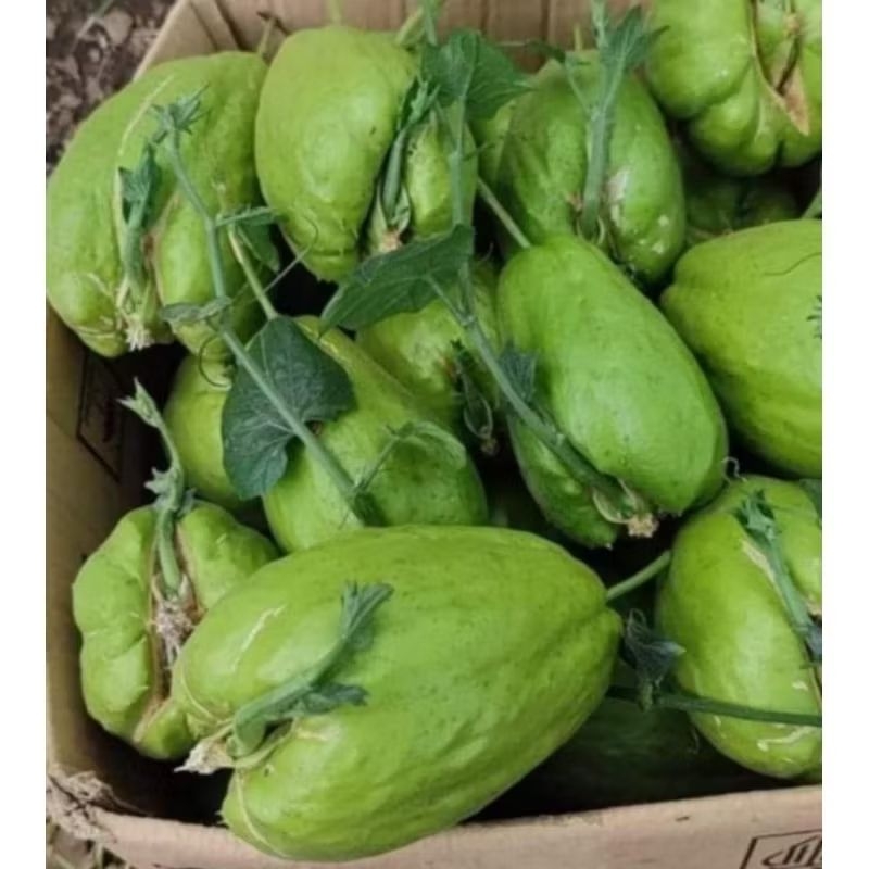 Jual Bibit Labu Siam Siap solusi bertanam | Shopee Indonesia