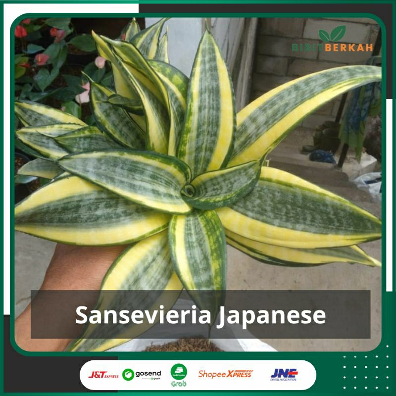 Jual Sansevieria Japanese – Tanaman Hias Lidah Mertua | Sansivera ...