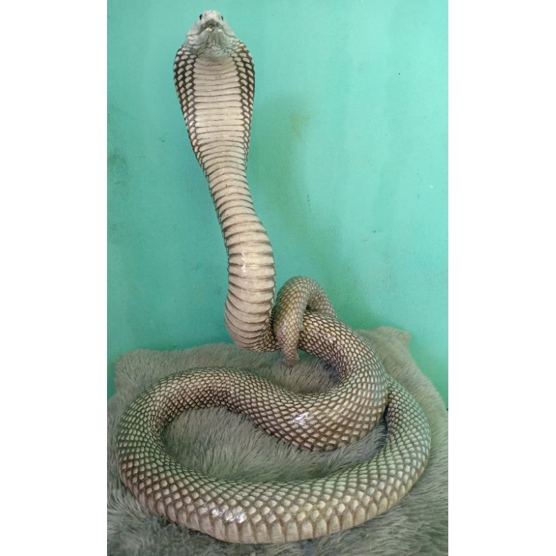 Jual opsetan uler cobra asli | Shopee Indonesia