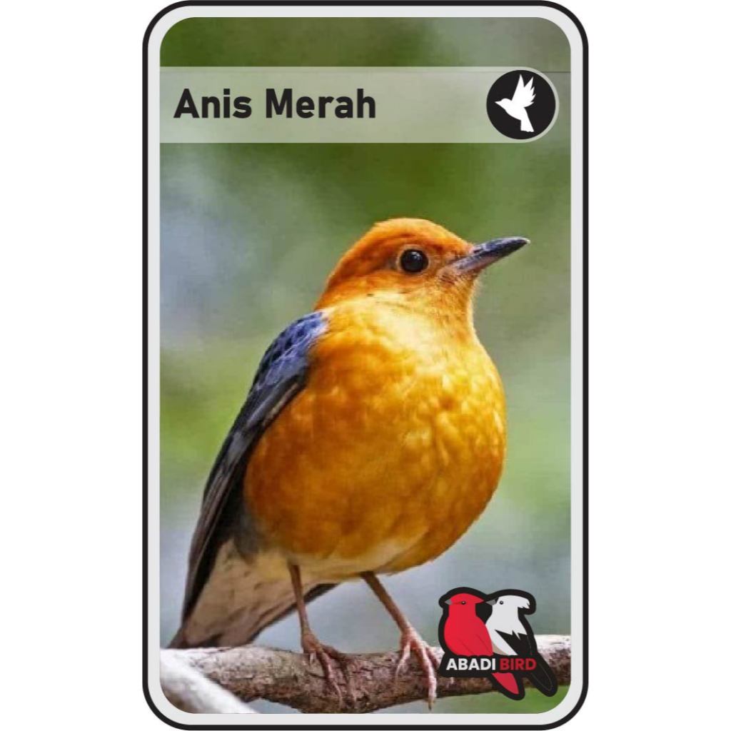 Jual Anis Merah Trotol Jantan Palmerah Shopee Indonesia