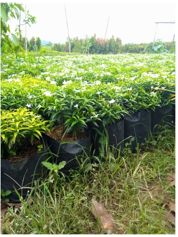 Jual Melati Rombusa Putih 20-25CM | Shopee Indonesia