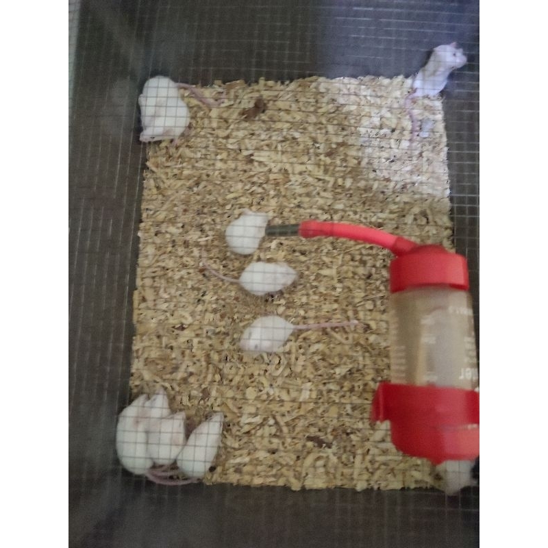 Jual Mencit Jumper 7-10 gram | Shopee Indonesia
