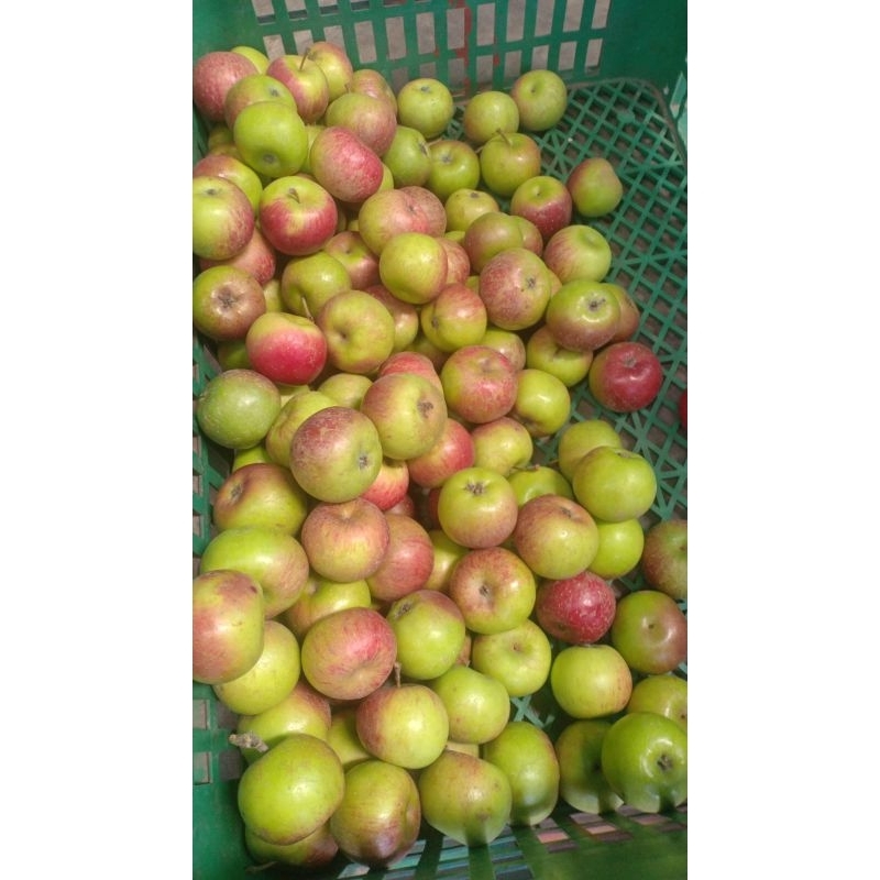 Jual Apel cery Rome Beauty/Malang berat 1kg | Shopee Indonesia