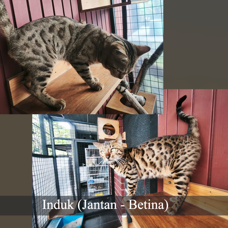 Jual SOLD // Kucing Bengal Kitten (Black Spotted) | Shopee Indonesia