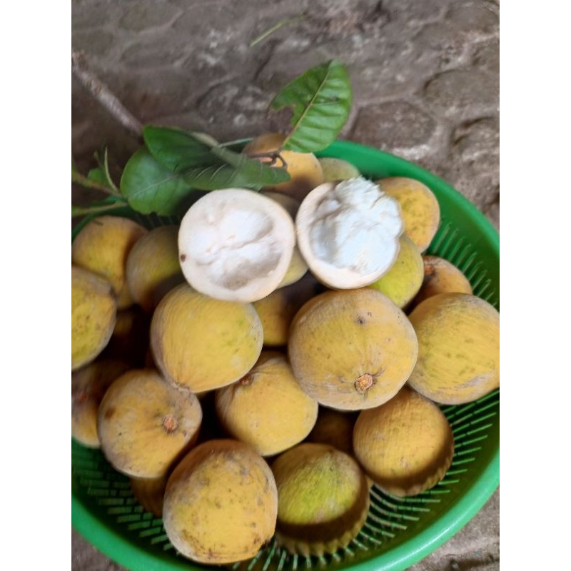 Jual BUAH KECAPI segar 100% original murah 1 kg | Shopee Indonesia
