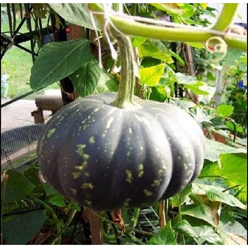 Jual BENIH WALOH MANIS PULEN LEGIT SUPER JUMBO KUALITAS | Shopee Indonesia
