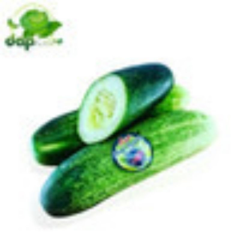 Jual Timun Lokal/ Timun lalap/ DAP Farm/ Sayur Segar Jakarta | Shopee ...