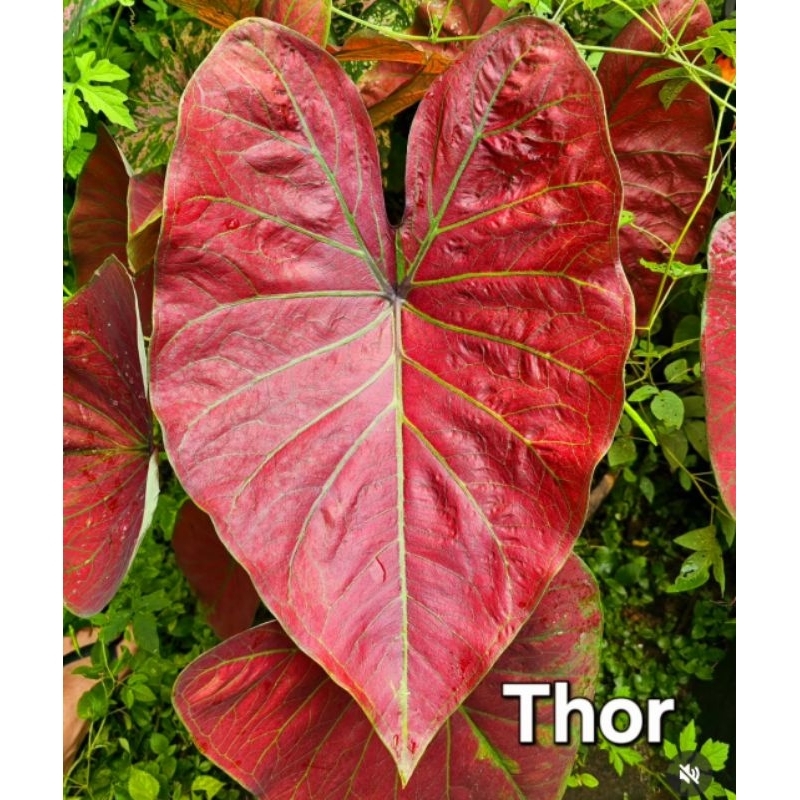 Jual Caladium Red Flowres Tanaman Hias Keladi Caladium Anakan Red ...