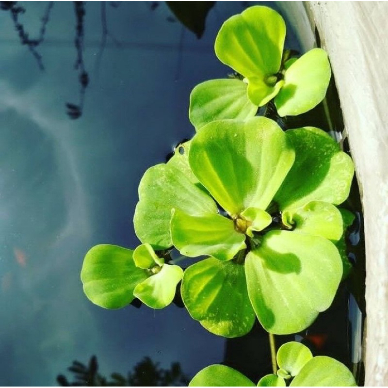 Jual Tanaman air Kayu apu | Kebutuhan aquatic | Shopee Indonesia