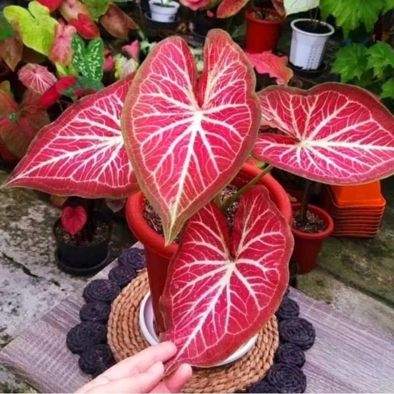 Jual keladi Rich Of Thai bukan bonggol paling murah - calardium ROT ...